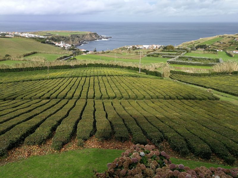 Plantação de chá gorreana Açores